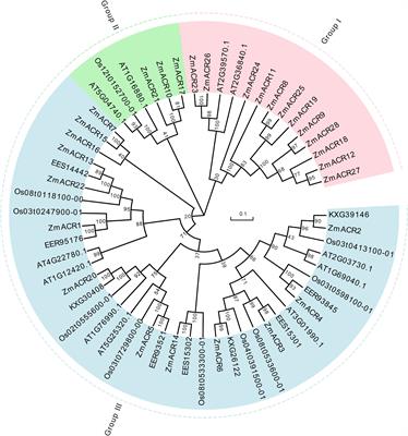 Identification and characterization of ACR gene family in maize for salt stress tolerance